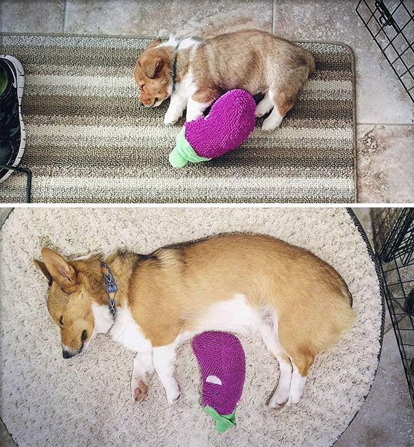 Winston Turns 1 Today. He Still Sleeps With The Same Toy