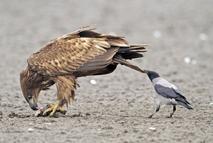 10+ Fotos que demuestran que los córvidos son los tipos más duros del reino animal