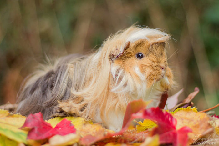 Long-haired-guinea-pigs