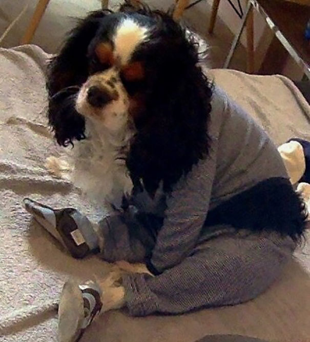 Boy, Have You Seen The Dog? Oh Wait, You're Not My Son...