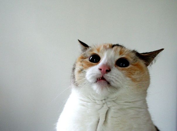 Baroness Cordelia Von Flumplebump