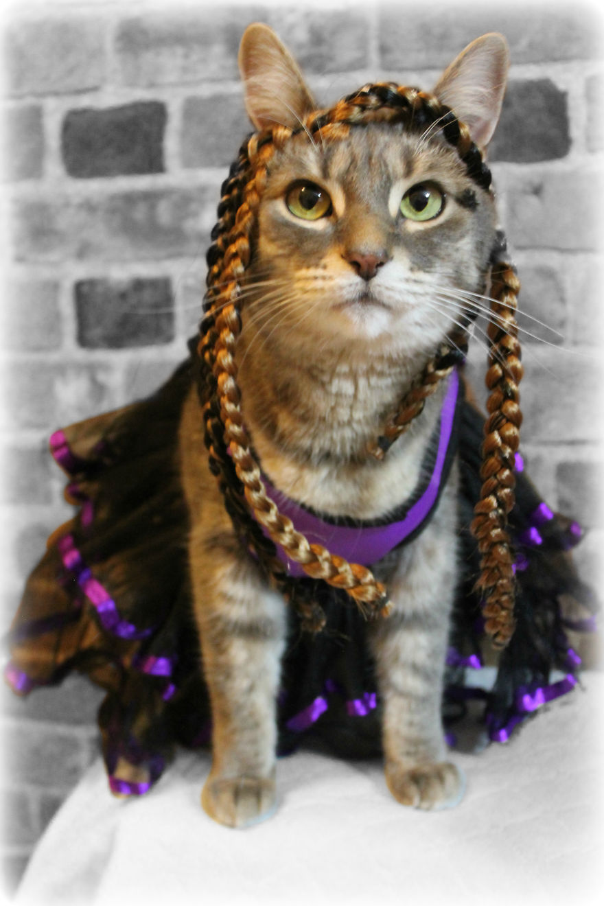 This Cat Enjoys Dressing Up! This Cat Enjoys Dressing Up!