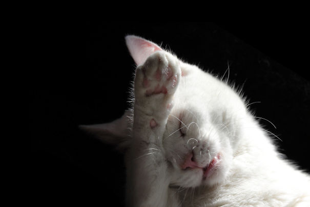 Oh! The Trials Of Being Bob!