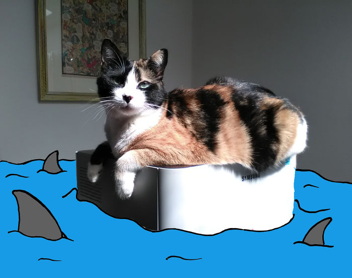 Something Wrong Here, I Asked Tuna, Not Shark...