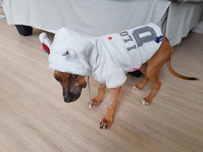 boy-walks-miles-help-dying-parvo-virus-dog-nanuk-3 boy-walks-miles-help-dying-parvo-virus-dog-nanuk-3