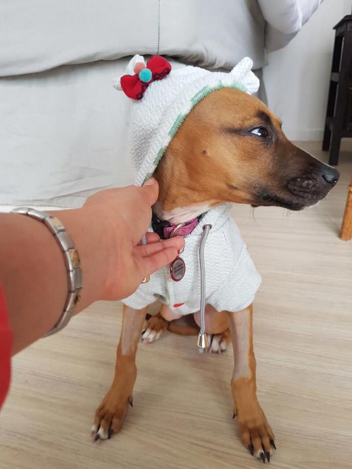 boy-walks-miles-help-dying-parvo-virus-dog-nanuk-4 boy-walks-miles-help-dying-parvo-virus-dog-nanuk-4