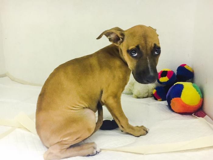 boy-walks-miles-help-dying-parvo-virus-dog-nanuk-8 boy-walks-miles-help-dying-parvo-virus-dog-nanuk-8