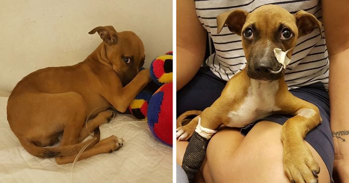 This 13-Year-Old Boy Walked 2 Miles Just To Save A Dying Puppy