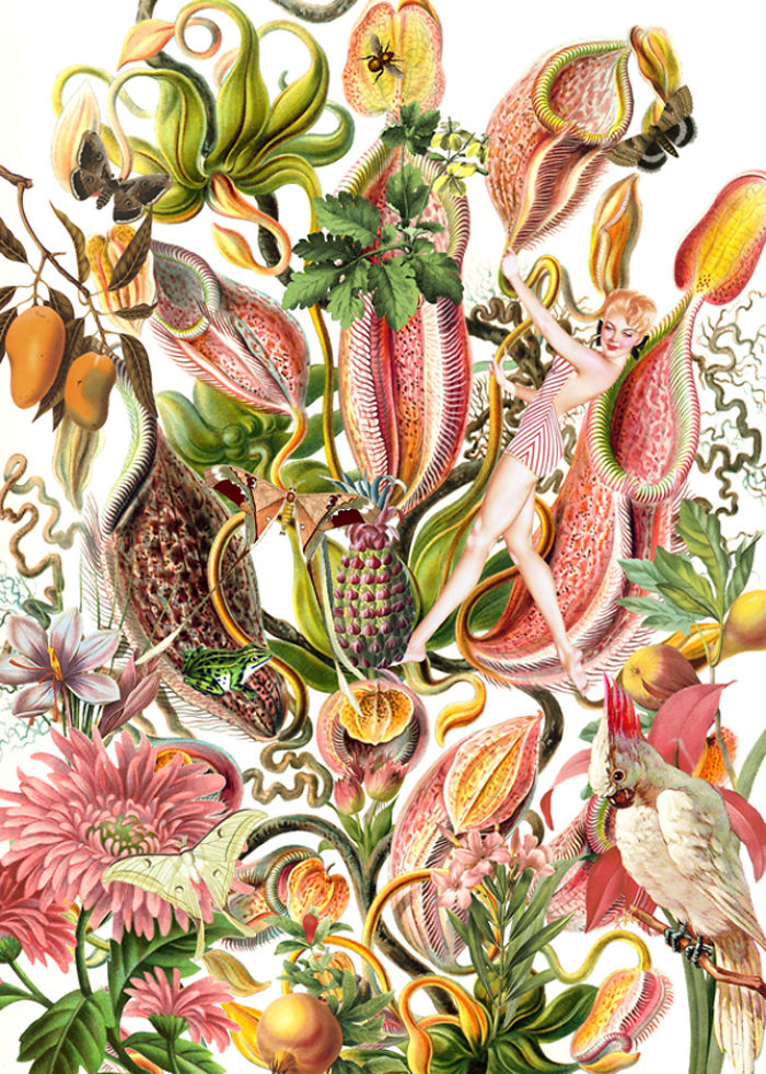 A Series Of Vintage Collages Inspired By Nature And Other Worlds