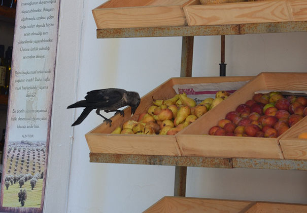 This Crow Just Doing Some Shopping