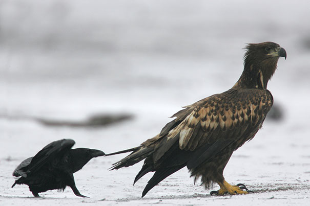 Another Asshole Crow