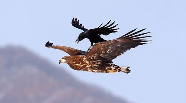 Can't Say No To A Free Ride