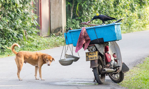 First They Steal Your Food, Then They Steal Your Dog