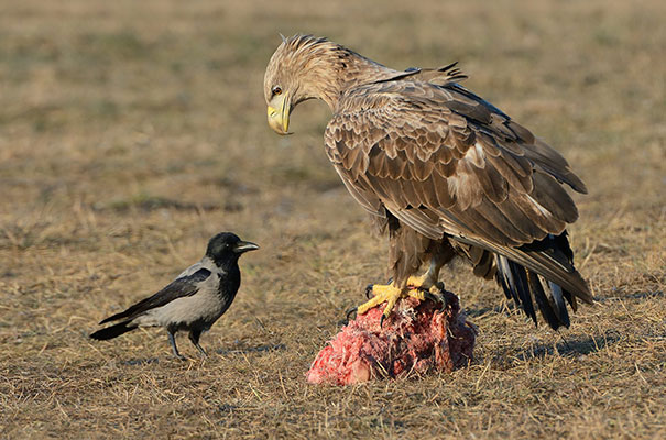 Don't Even Think About It