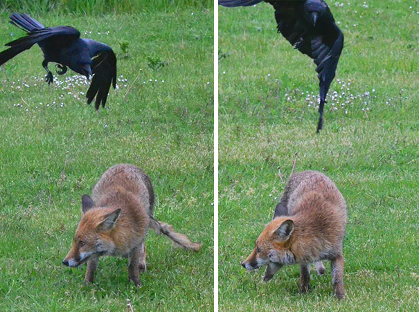 The Attack Of The Crow