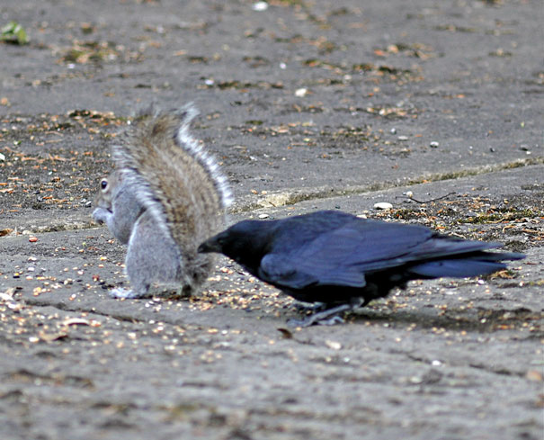 One Of Our Garden Crows Pulling The Tail Of A Squirrel