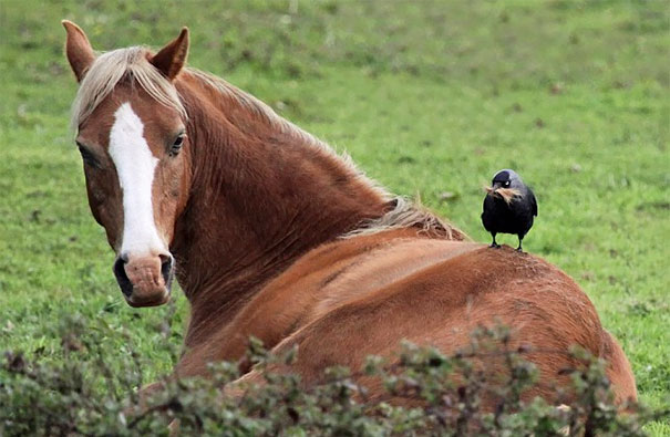 This Jackdaw Pinching Hair From A Horse's Back
