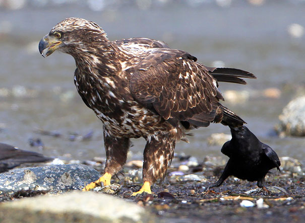 The Bravest Crow In The World Or The Most Foolish