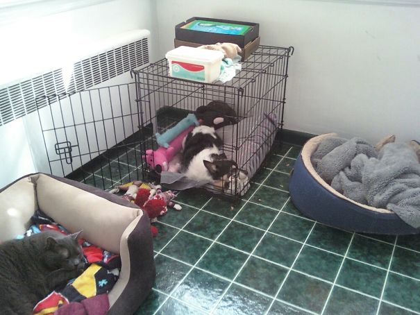 Friz With Most Of His Babies