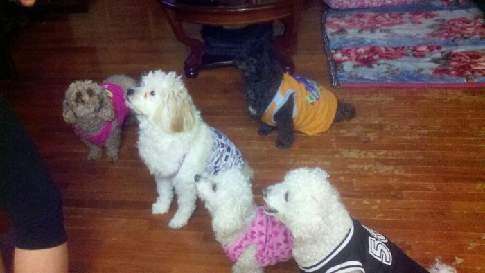 Trying To Get Them All To Sit At Once