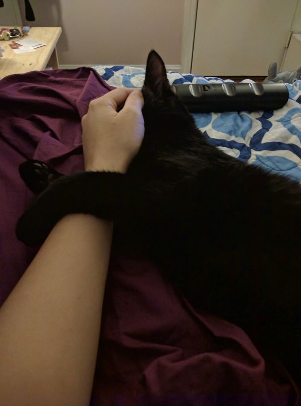 Dramatic Cat After Oral Surgery