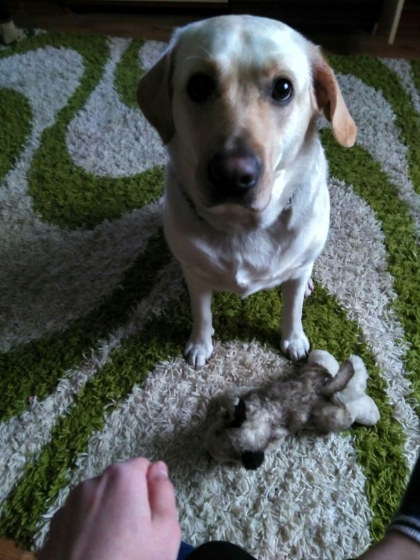 If She Brings You Her Toy, She Likes You.