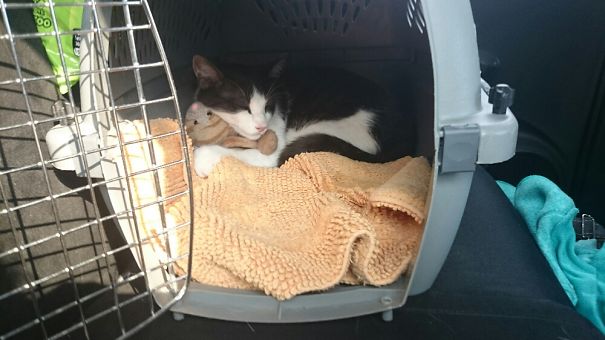 One Year Old And He Still Loves His Toy.......since He Was A Baby👶