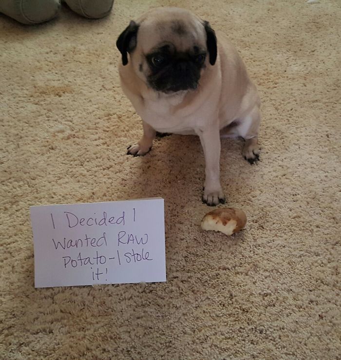 Pug Shaming!