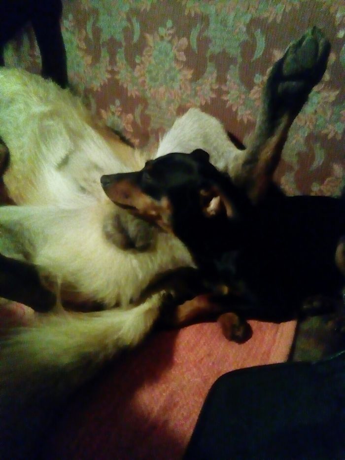 My Adopted Dog Likes To Sleep In Unusual Places