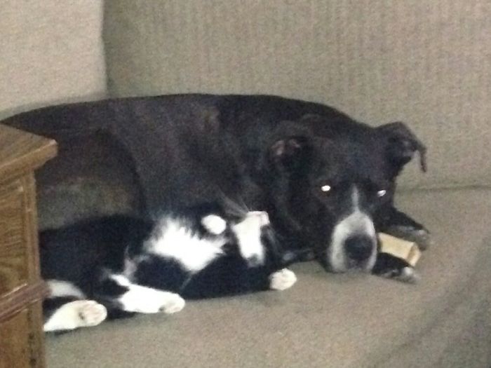 Cat May Or May Not Have Gone Missing After This Pic.