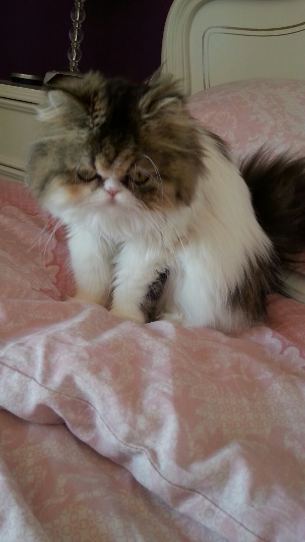 I Dont Now What My Cat Lola Saw But It Looks Scary