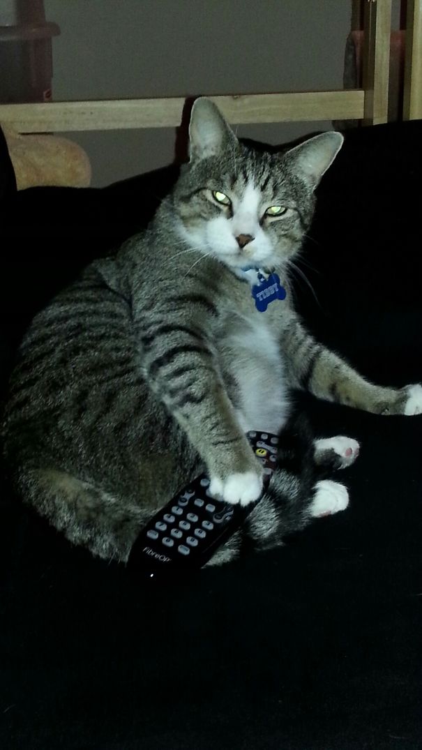 My Cat Not Happy That I Tried To Change The Chanel