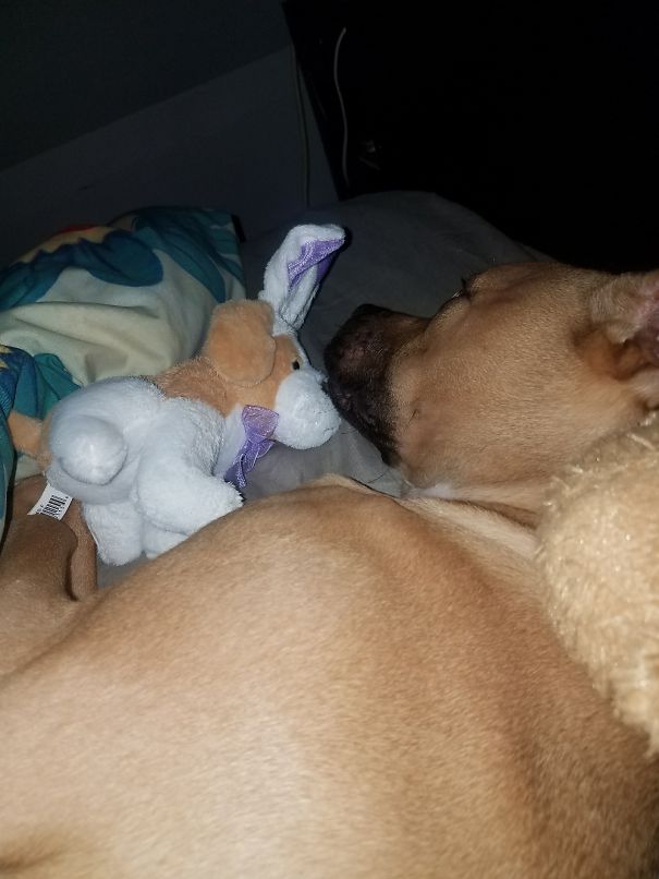 He Kicked Daddy Out Of The Bed To Sleep With His Bunny