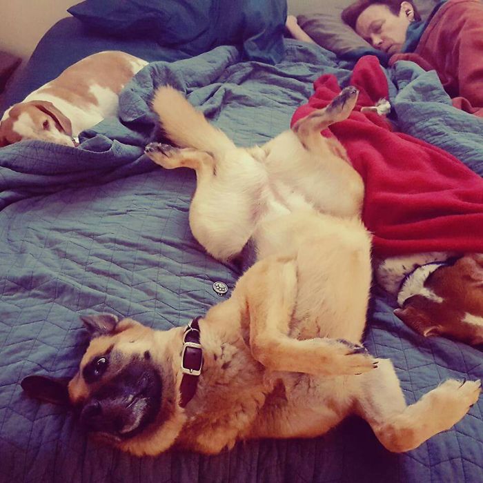 Why Use Dog Bed When You Have Human Bed?