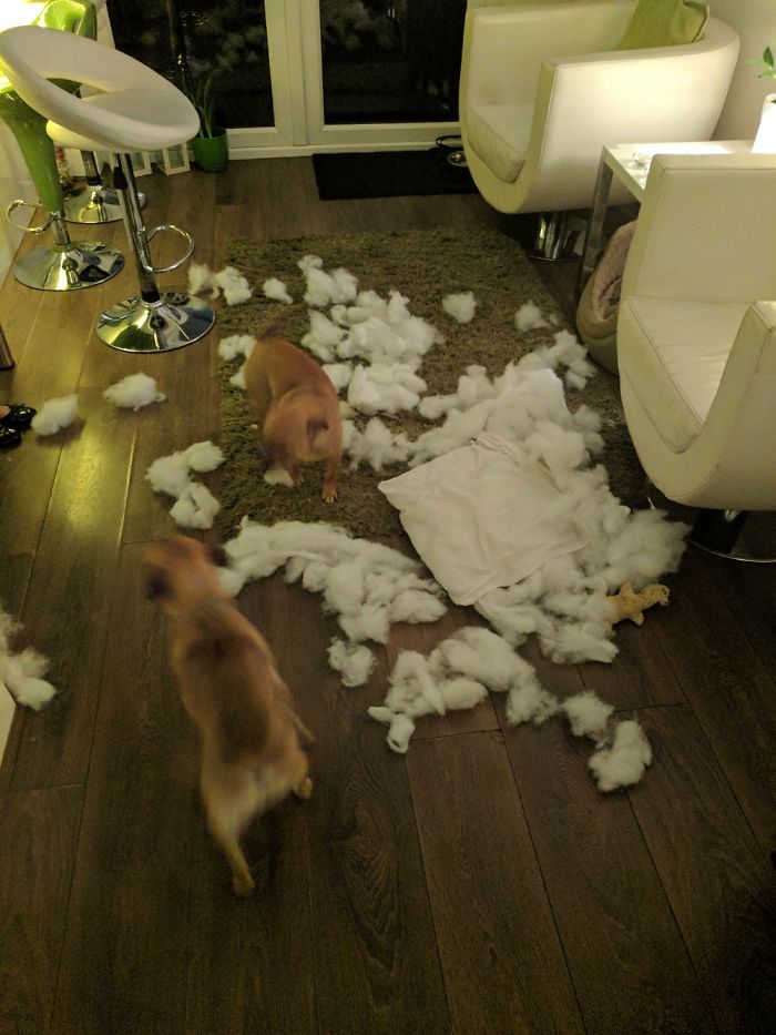 You Little Bast***s Thats My New Pillow