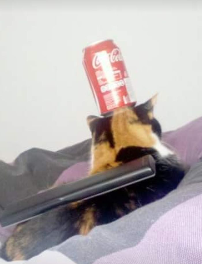Decorated My Cat (can Is Empty)