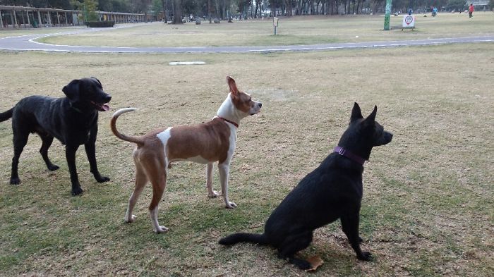 My Mini Beasts Ready To Play