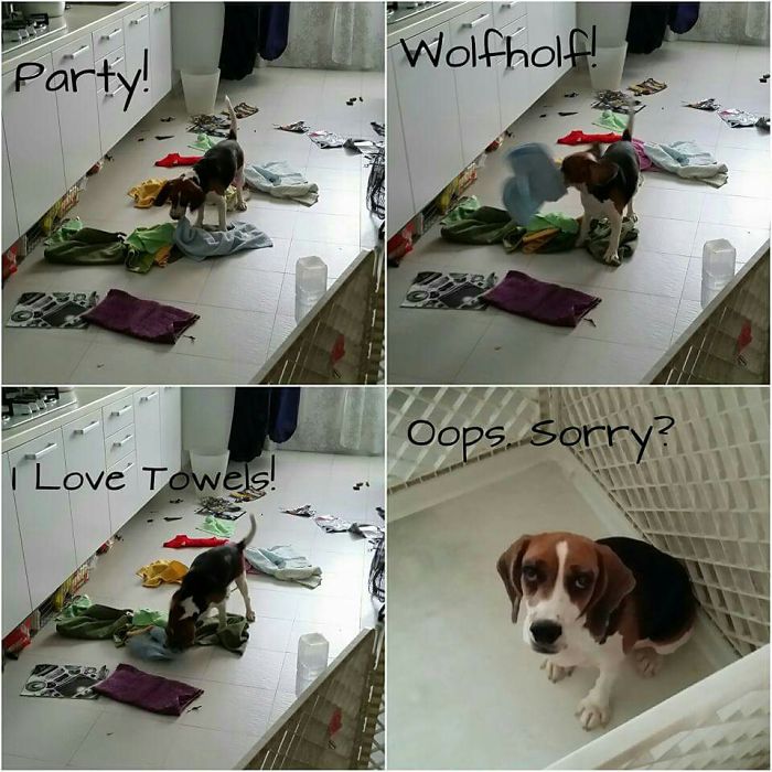 This Is My Other Dog, Beagle. Hope There Are No More Nasty Comments Because Our Pets Are Family