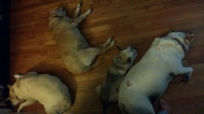 Guard Dogs Behind Me At My Desk...well At Least One.