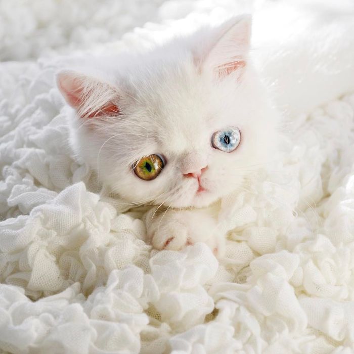 Meet Pam Pam, A Tiny Kitty With Heterochromia Whose Eyes Will Hypnotize You Meet Pam Pam, A Tiny Kitty With Heterochromia Whose Eyes Will Hypnotize You