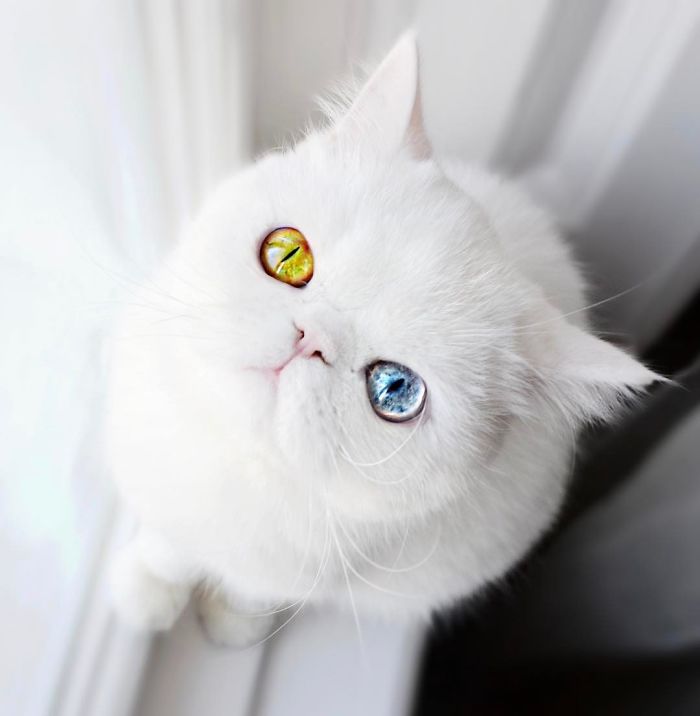 Meet Pam Pam, A Tiny Kitty With Heterochromia Whose Eyes Will Hypnotize You Meet Pam Pam, A Tiny Kitty With Heterochromia Whose Eyes Will Hypnotize You