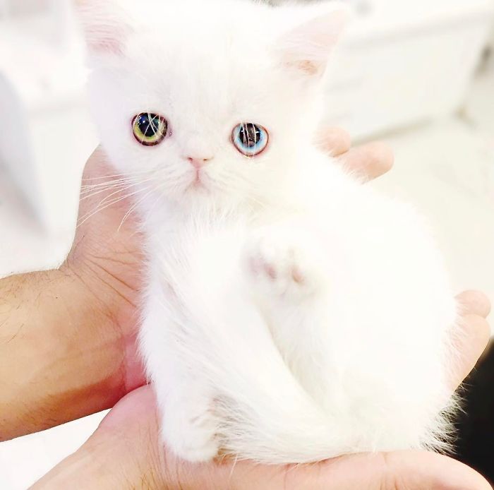 Meet Pam Pam, A Tiny Kitty With Heterochromia Whose Eyes Will Hypnotize You Meet Pam Pam, A Tiny Kitty With Heterochromia Whose Eyes Will Hypnotize You