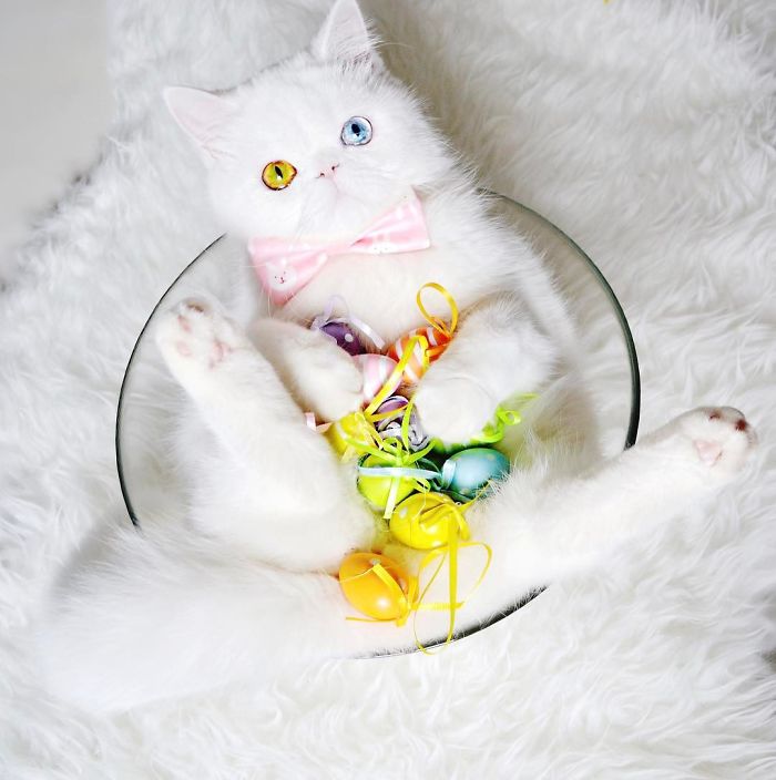 Meet Pam Pam, A Tiny Kitty With Heterochromia Whose Eyes Will Hypnotize You Meet Pam Pam, A Tiny Kitty With Heterochromia Whose Eyes Will Hypnotize You