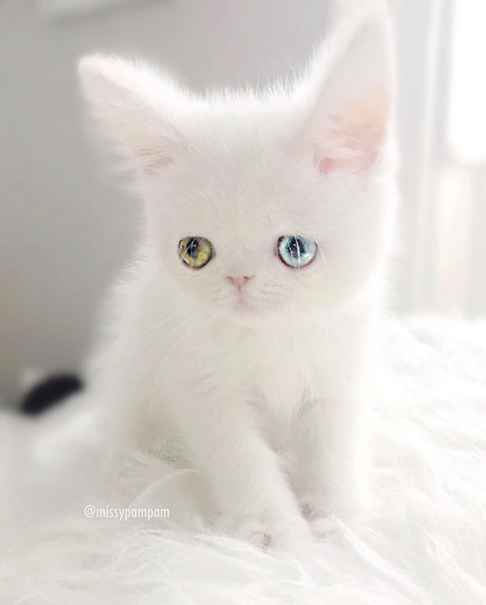 Meet Pam Pam, A Tiny Kitty With Heterochromia Whose Eyes Will Hypnotize You Meet Pam Pam, A Tiny Kitty With Heterochromia Whose Eyes Will Hypnotize You