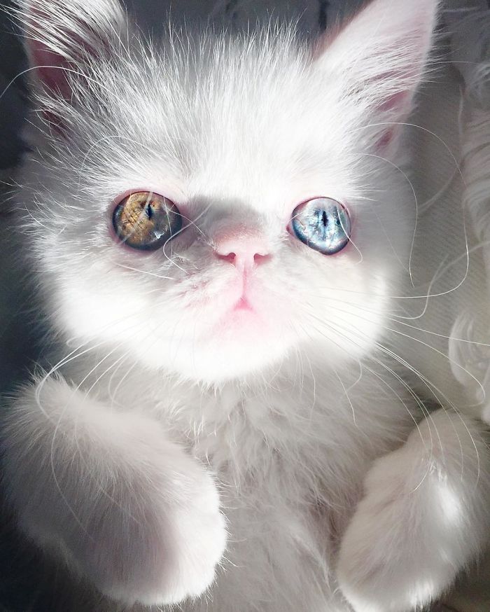 Meet Pam Pam, A Tiny Kitty With Heterochromia Whose Eyes Will Hypnotize You Meet Pam Pam, A Tiny Kitty With Heterochromia Whose Eyes Will Hypnotize You