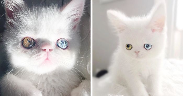 Meet Pam Pam, A Tiny Kitty With Heterochromia Whose Eyes Will Hypnotize You