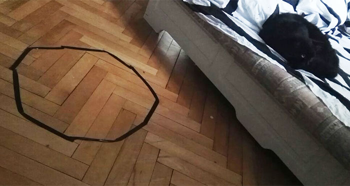 Este hombre no conseguía que su gato se sentara en el círculo, hasta que descubrió algo inquietante