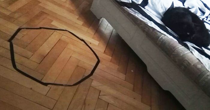 Guy Can’t Get His Cat To Sit In The Circle, But Then Discovers Something Frightening About His Cat