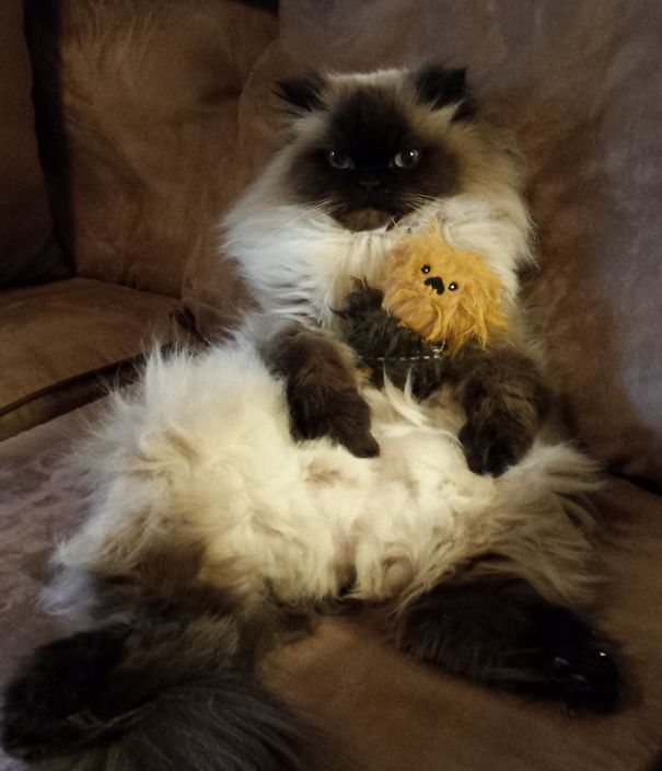 Chewbacca With His Stuffed Chewbacca