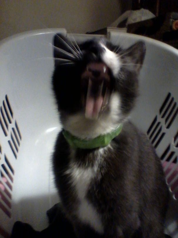 Hey, Where's That Stuff I Like To Snuggle In?